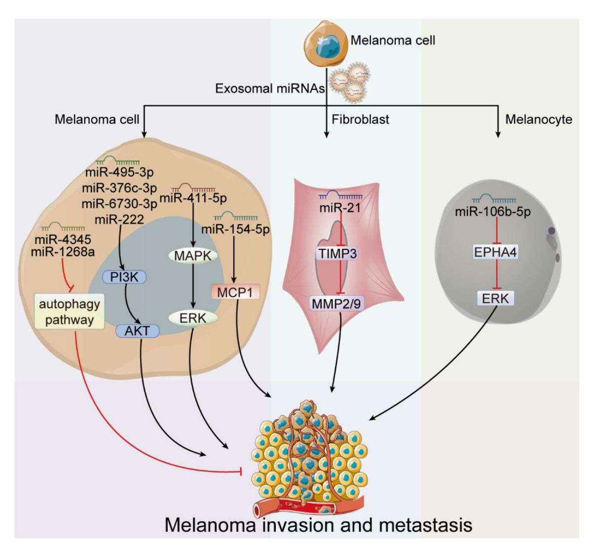 Figure 3. Exosome-derived miRNAs promote melanoma progression.