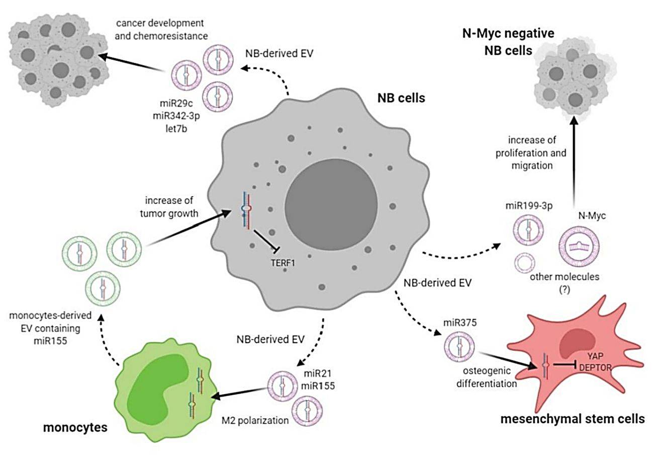 Figure 2. The role of NB exosomes in tumor progression.
