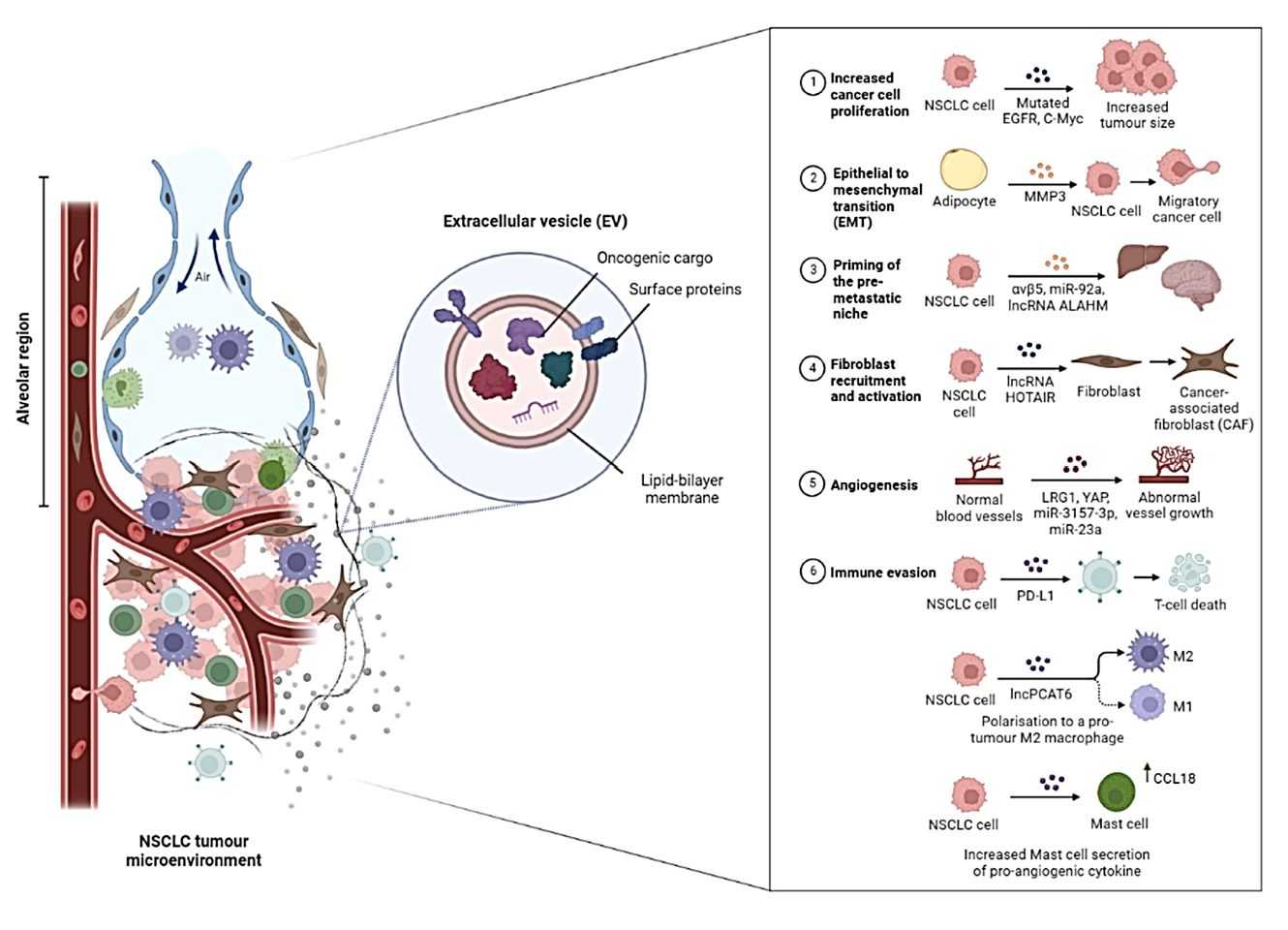 Figure 1. The role of exosomes in NSCLC TME.
