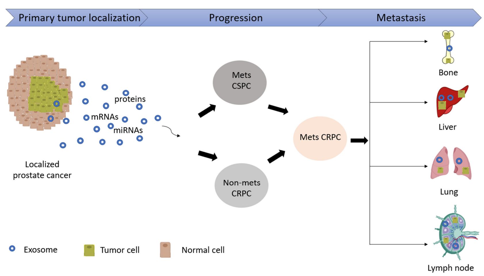 Figure 2. The role of exosomes in prostate cancer progression.