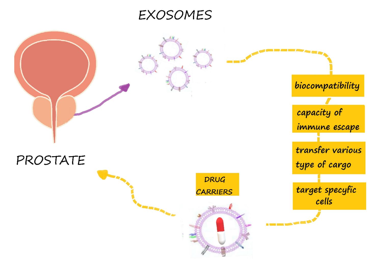 Figure 3. Exosomes as drug carriers in prostate cancer therapy.