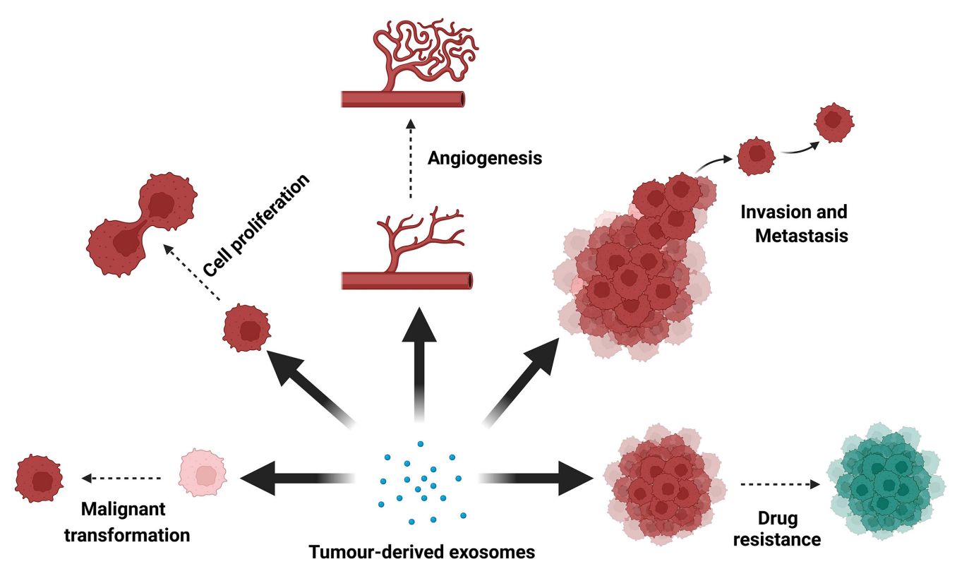 Figure 1. The role of exosomes in bladder cancer progression.