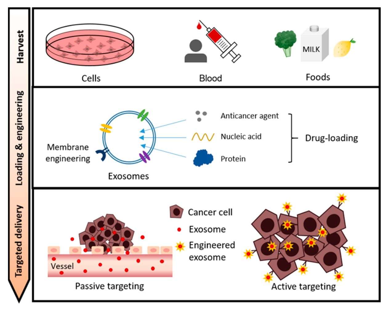 Figure 3. Exosomes as drug carriers for cancer therapy.