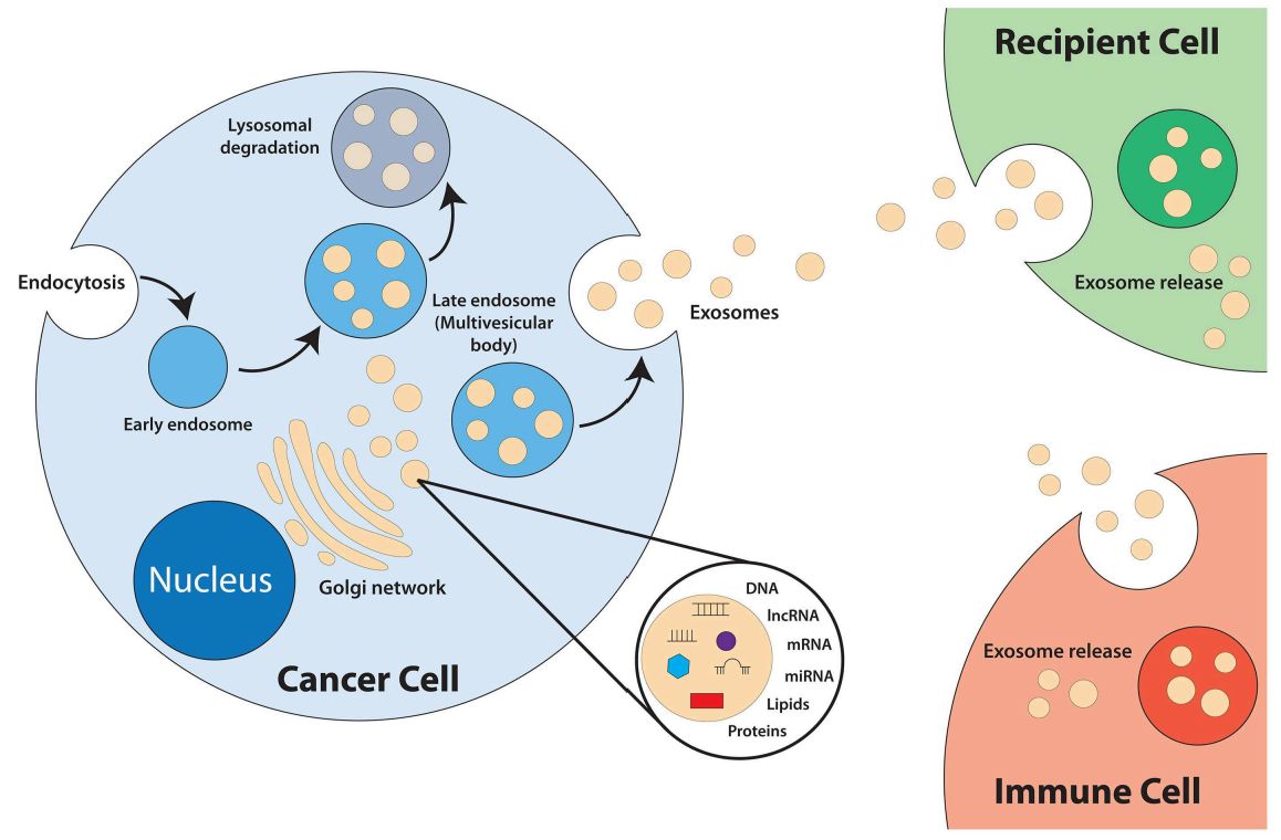 Figure 1. Schematic of tumor-derived exosomes.