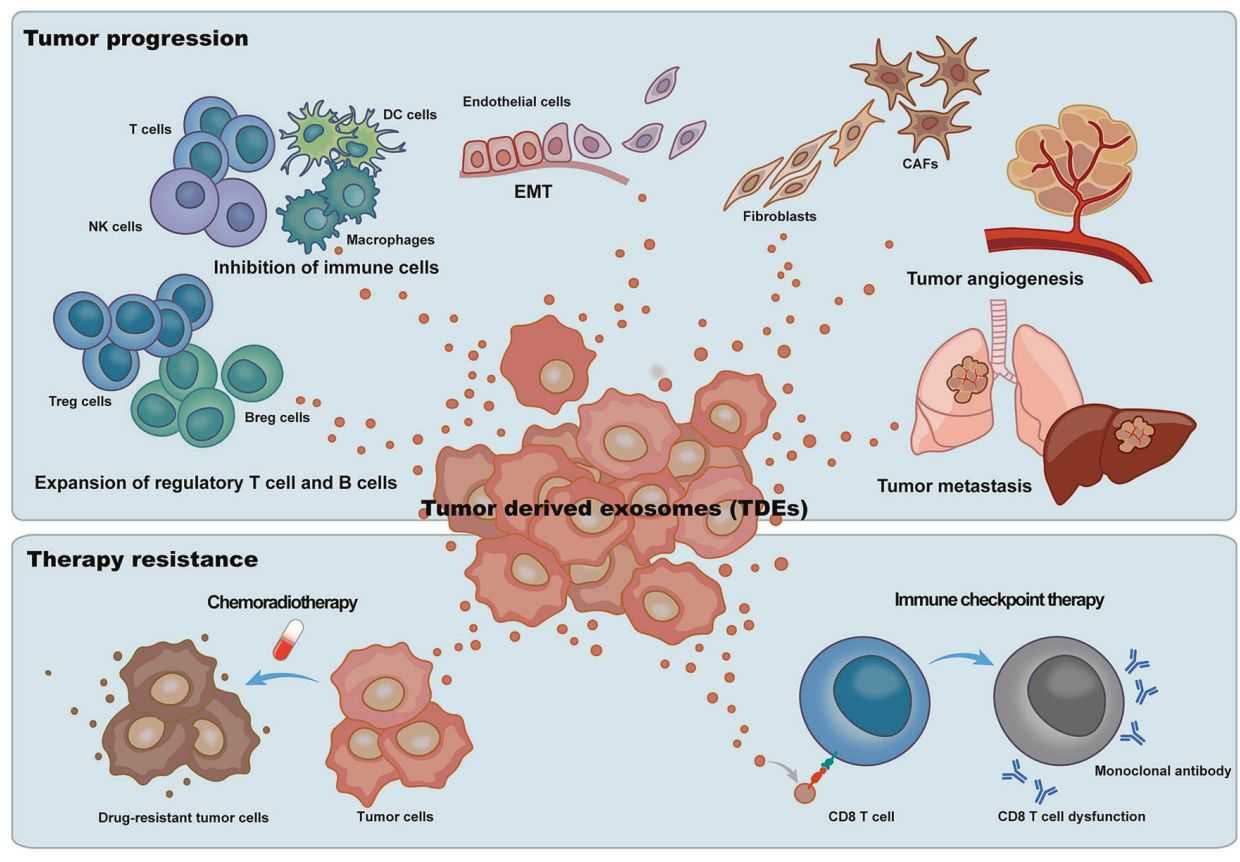 Figure 2. Tumor-derived exosomes promote tumor progression.