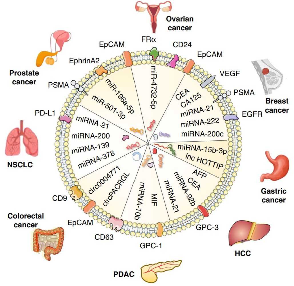 Figure 3. Exosomes can be used for liquid biopsies of cancer.