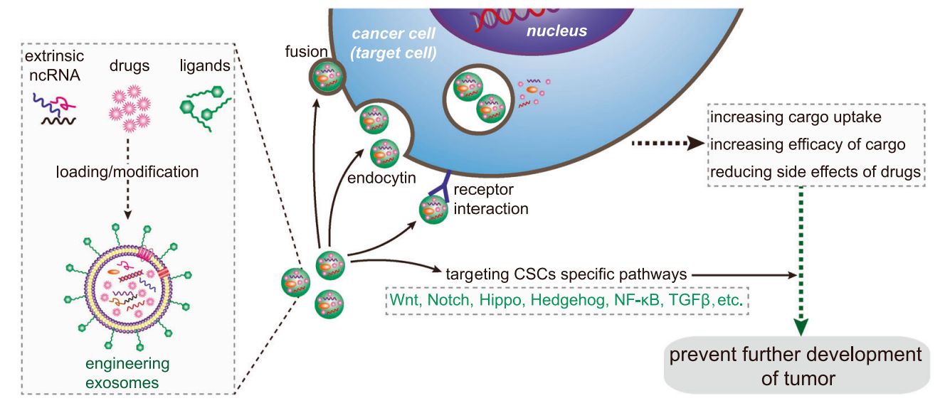 Figure 4. Exosomes enable precise tumor targeting.