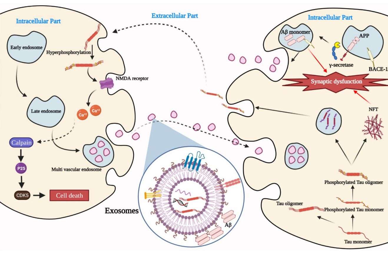 Figure 1. Role of exosomes in AD.