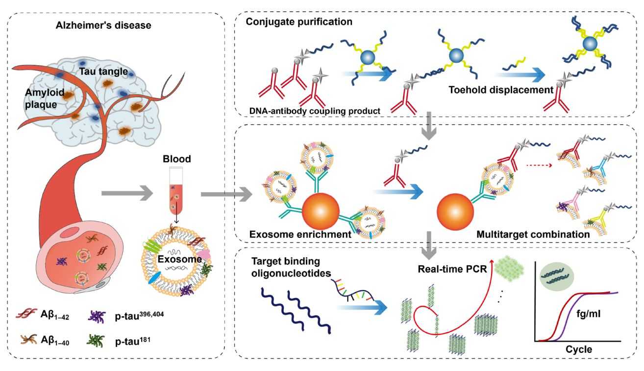 Figure 2. Immunomagnetic exosomes as AD biomarkers.