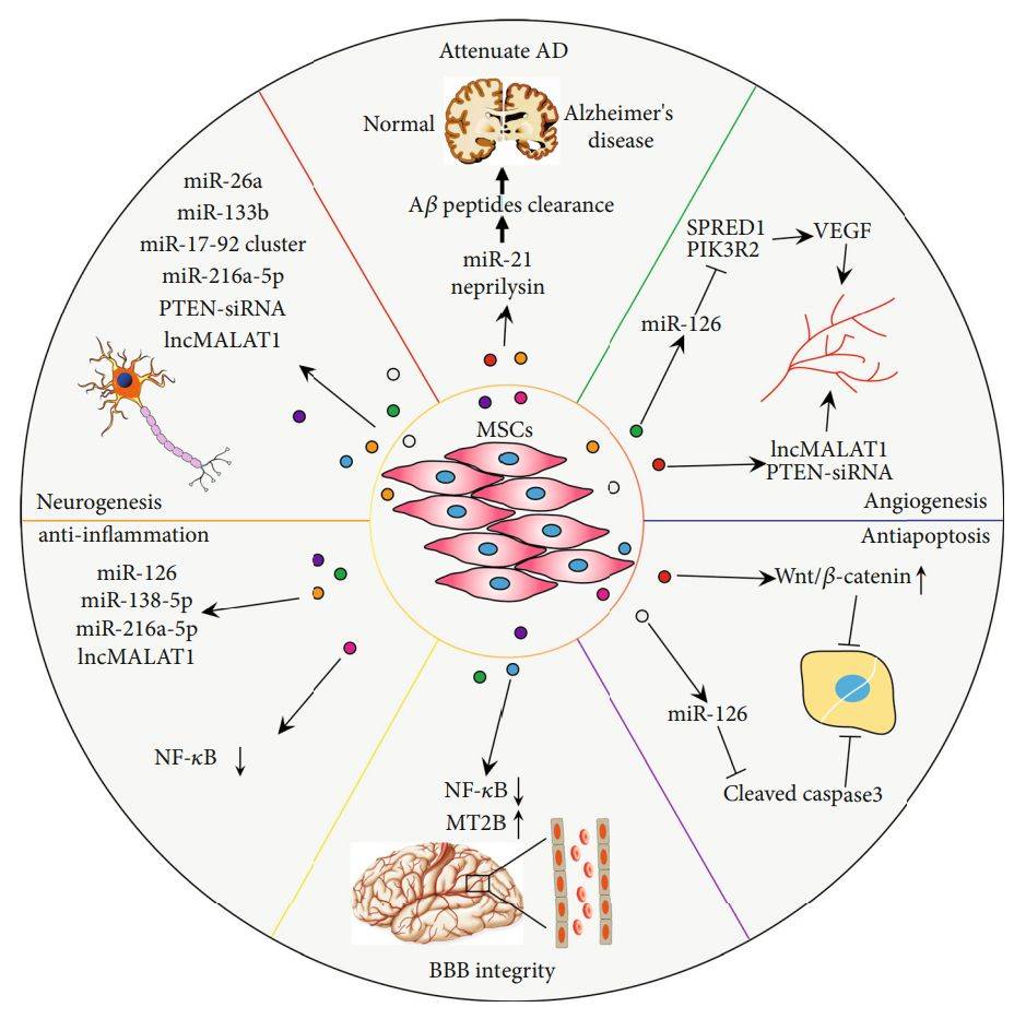 Figure 3. MSC-derived exosomes are used to treat AD.