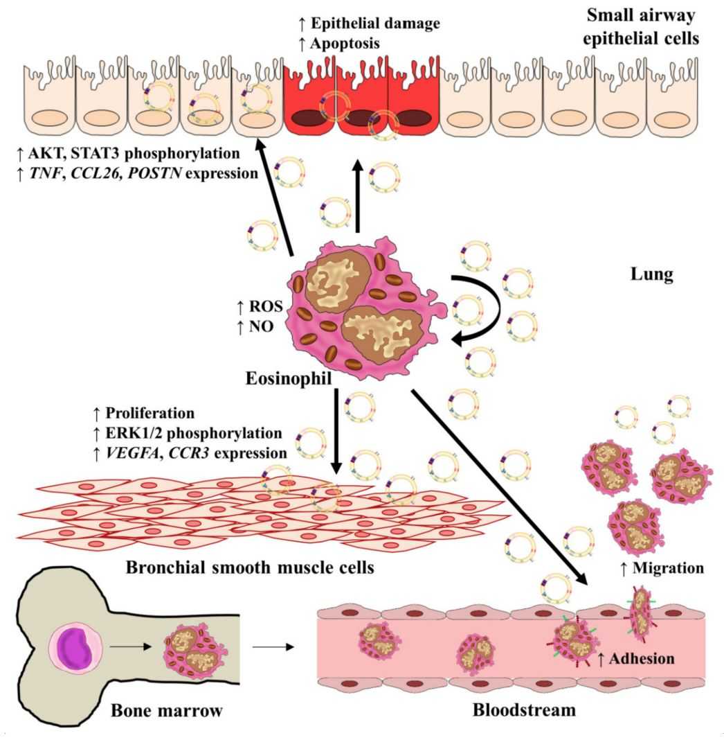 Figure 1. Eosinophil-derived exosomes in asthma.