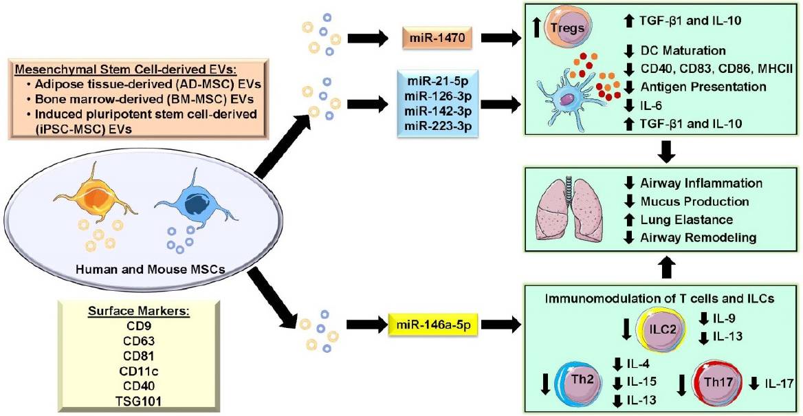 Figure 3. MSC-Exos for the treatment of allergic asthma.