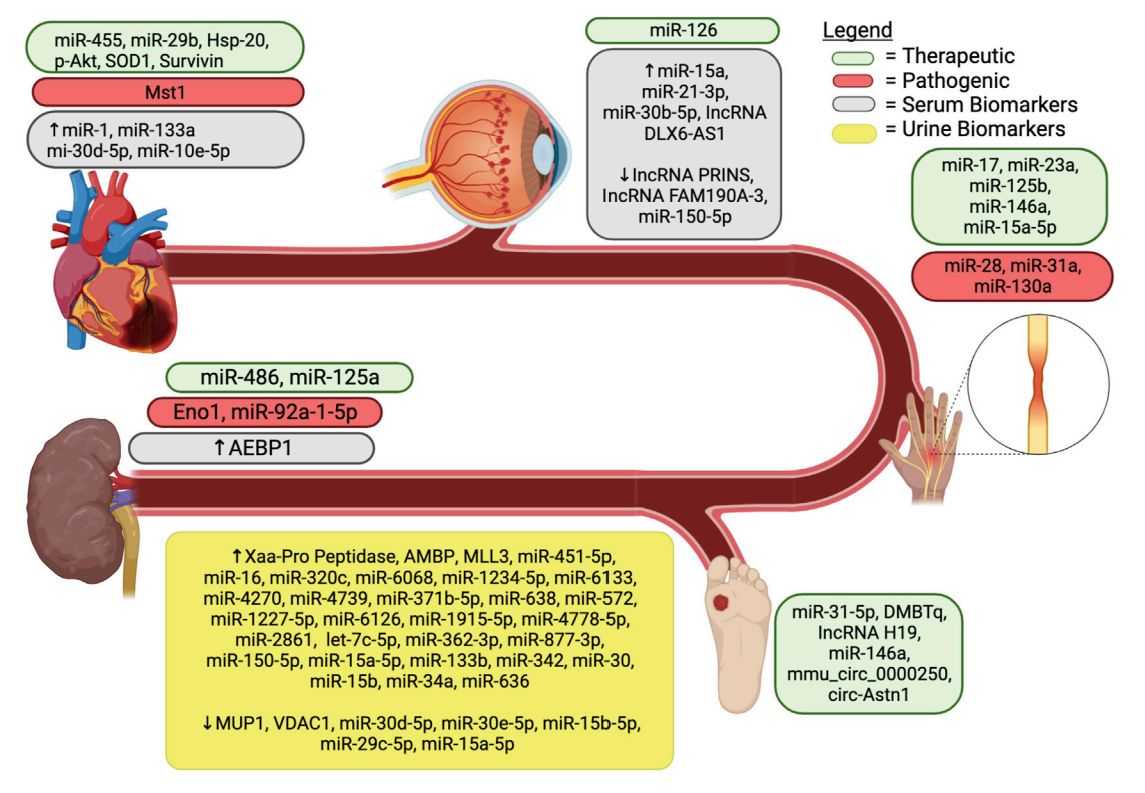 Figure 1. Exosomes and diabetic complications.