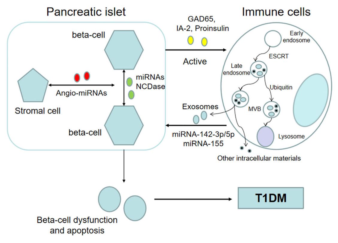 Figure 2. Exosomes promote the progression of diabetes.