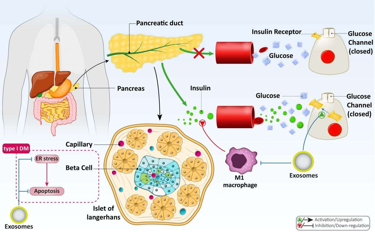 Figure 3. Exosomes are used to treat diabetes.