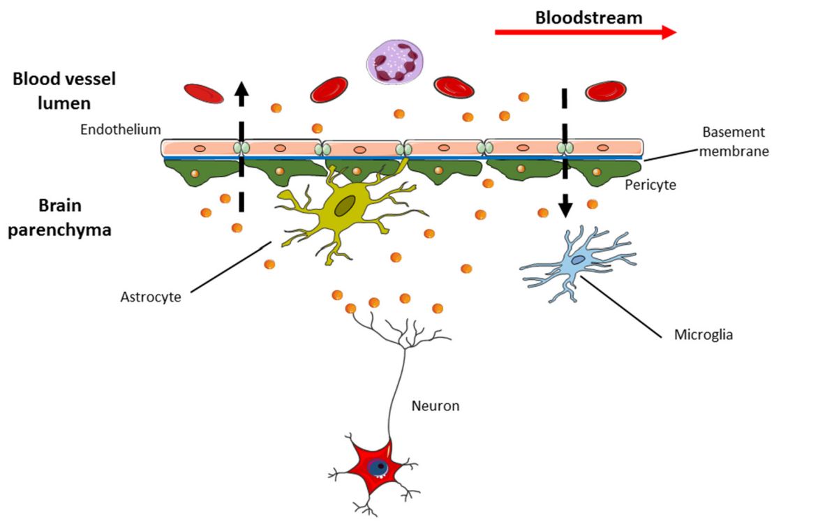 Figure 1. Exosomes can cross the blood-brain barrier.