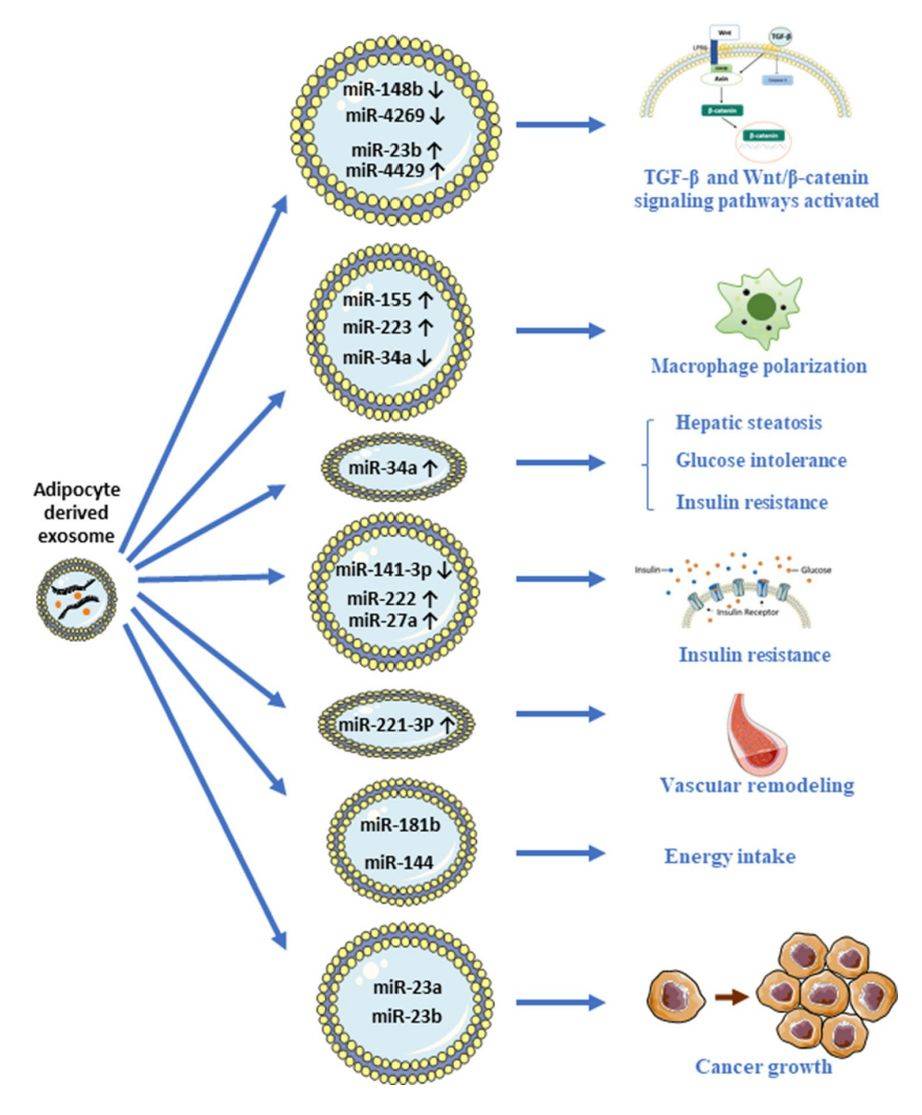 Figure 2. Role of miRNAs in adipocyte exosomes in obesity.