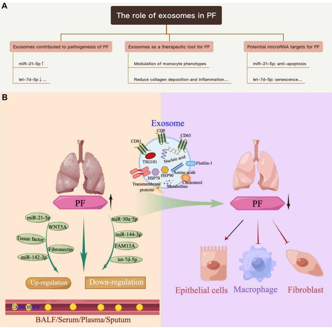 Figure 1. Exosomes are involved in PF progression.