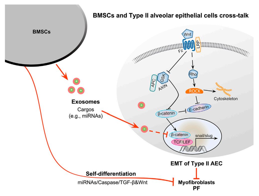 Figure 2. BMSC-derived exosomes for the treatment of PF.