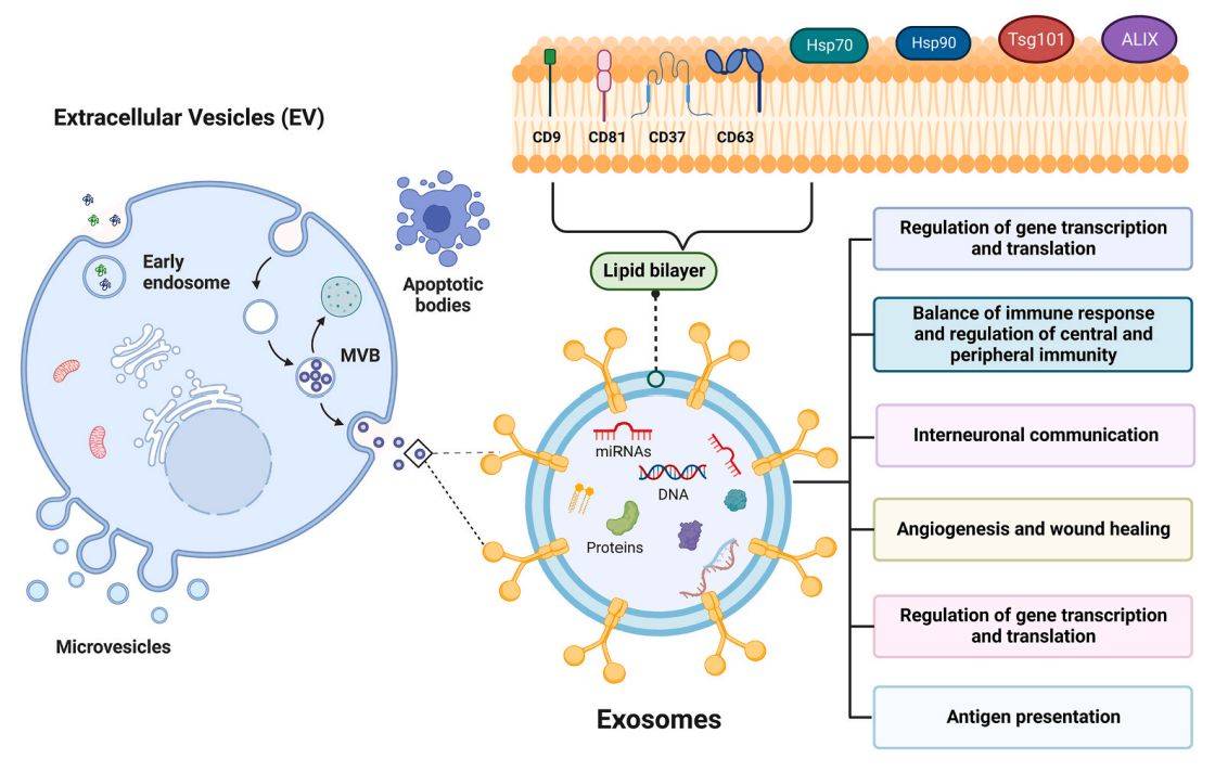 Figure 1. Characterization of exosomes.