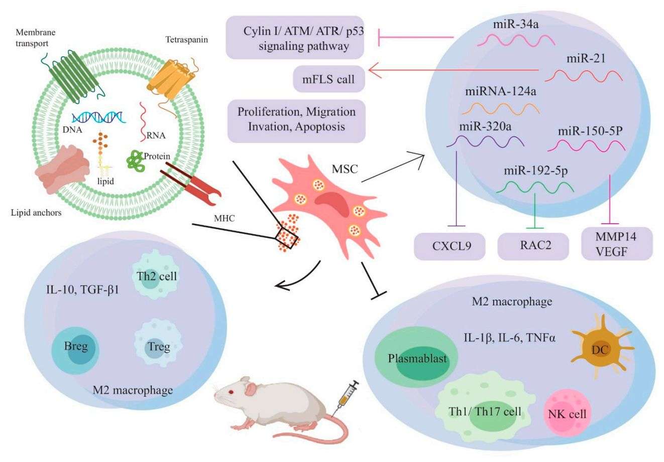 Figure 3. MSC-EVs for the treatment of RA.