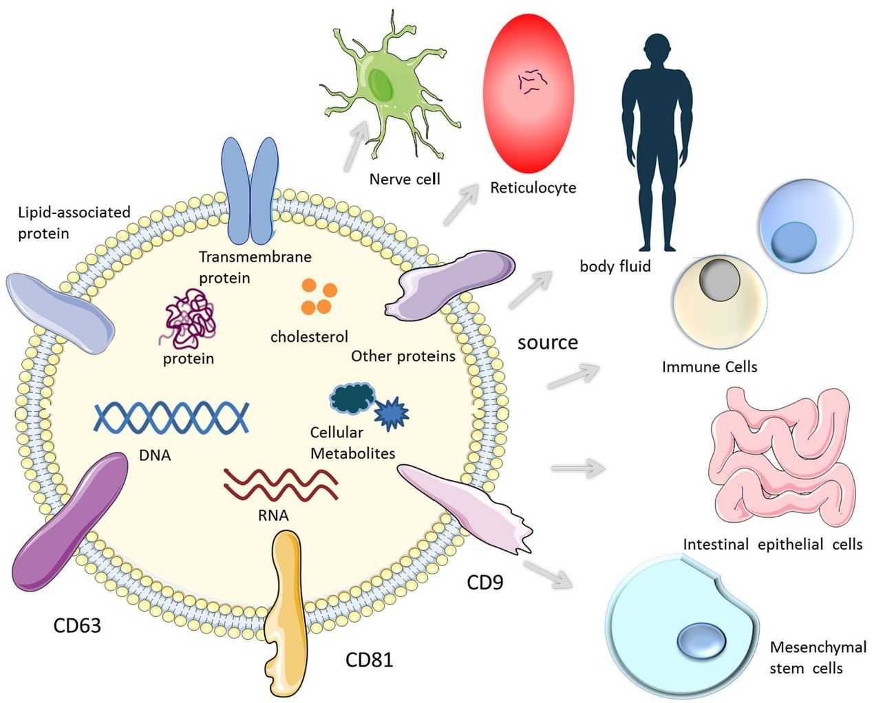 Figure 1. Structure and source of exosomes.