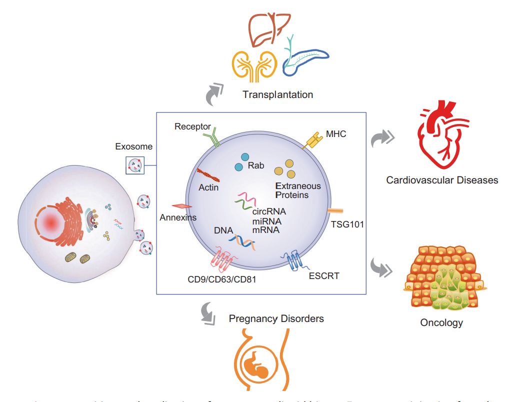 Figure 2. Exosomes in liquid biopsies.