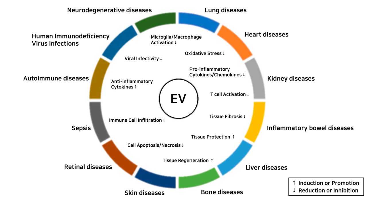 Figure 3. Exosomes for the treatment of inflammatory diseases.