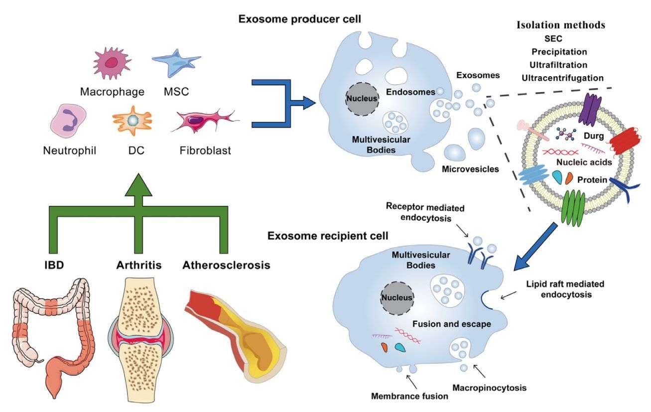 Figure 3. Exosomes for the treatment of chronic inflammatory diseases.