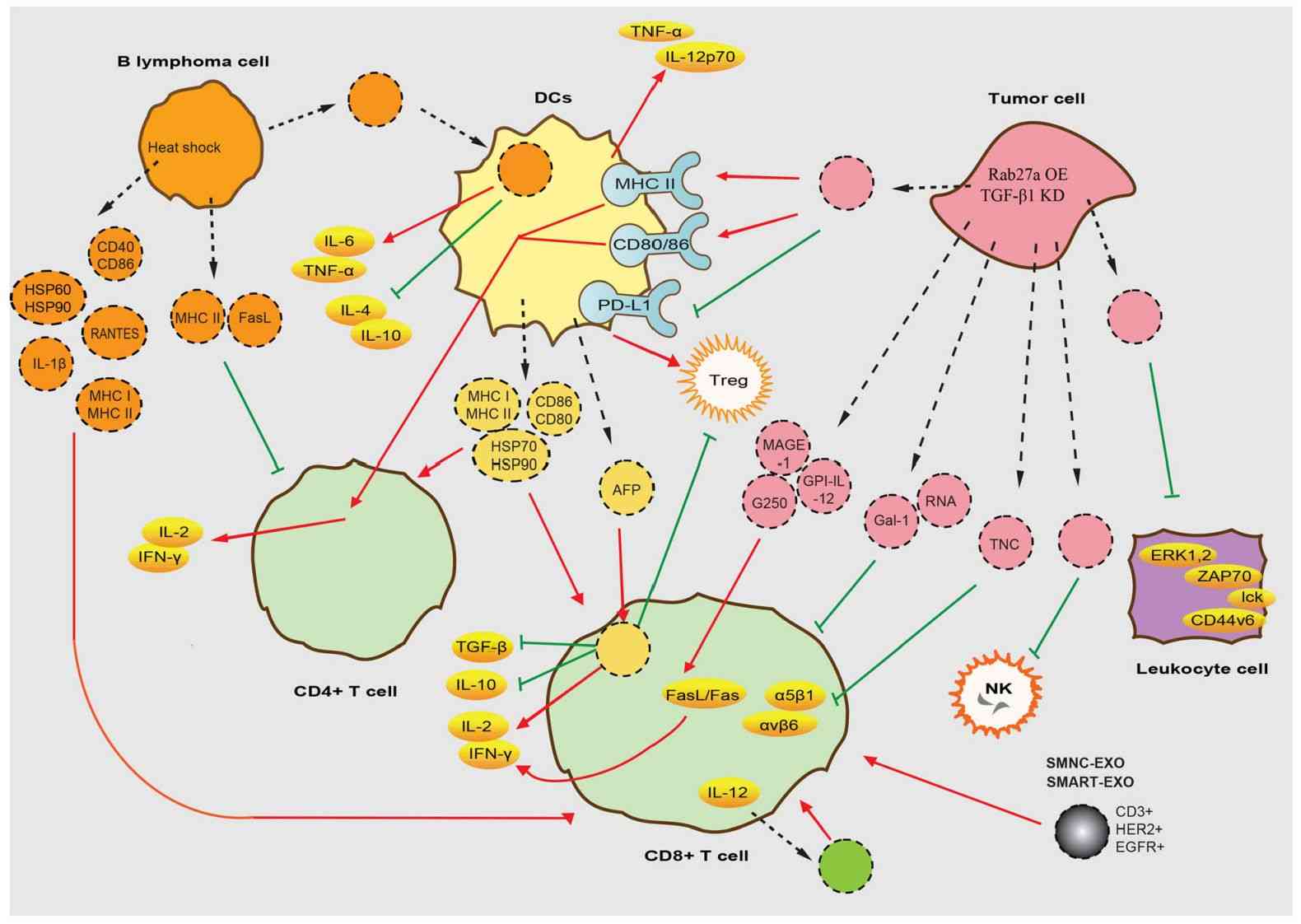 Figure 1. Regulation of immune cells by exosomes.