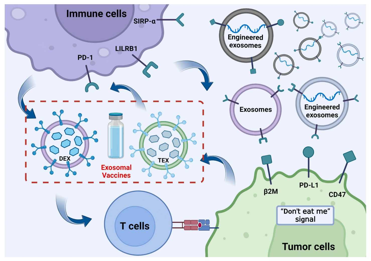 Figure 2. Exosomes for tumor immunotherapy.