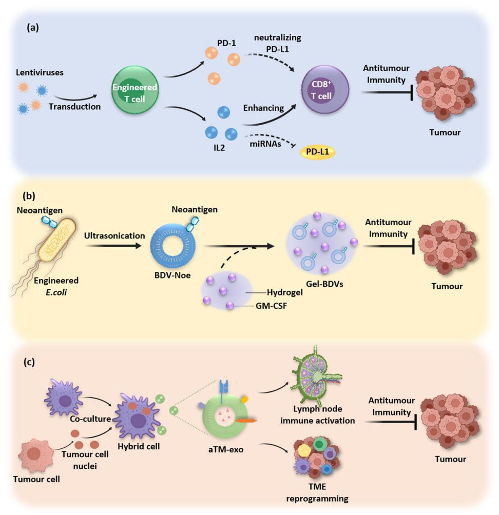 Figure 3. Engineered exosomes for cancer immunotherapy.