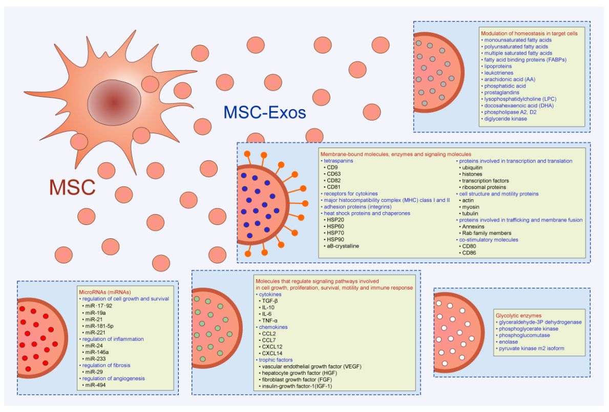 Figure 1. Schematic of mesenchymal stem cell exosomes (MSC-Exos).