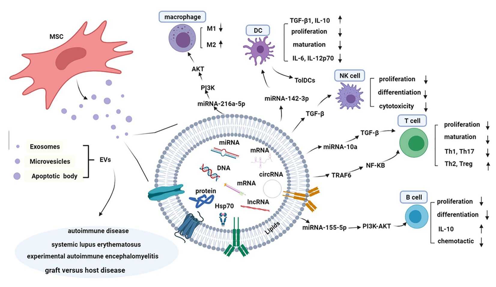 Figure 2. Immunomodulatory effects of MSC-Exos.