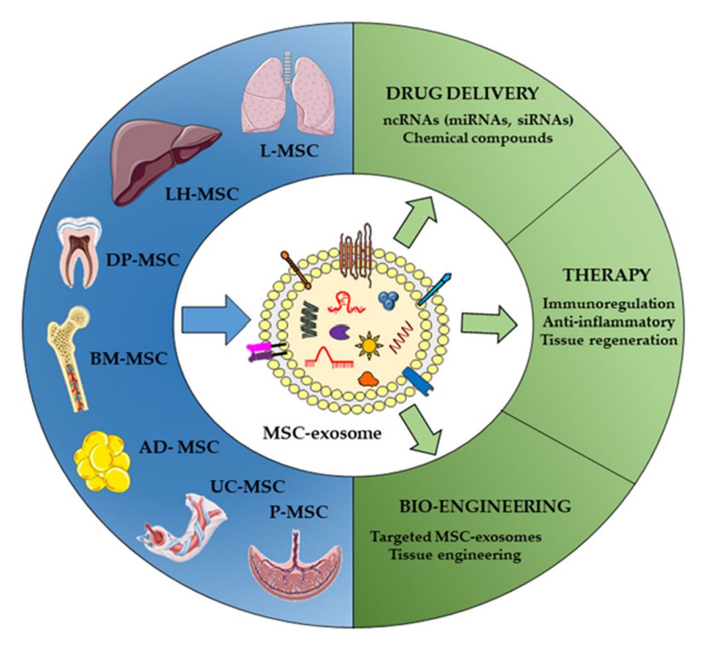 Figure 3. Disease treatment objectives of MSC-Exos.