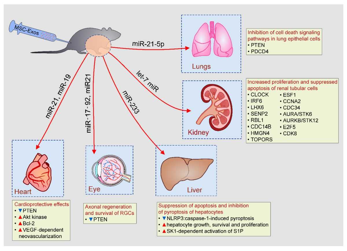 Figure 1. MSC-Exos in tissue repair and regeneration.