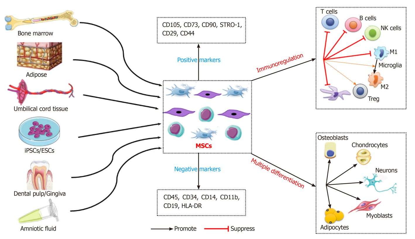 Figure 2. MSC-Exos in regenerative medicine.