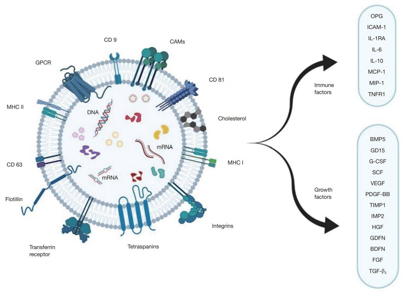 Figure 1. Schematic of mesenchymal stem cell exosomes.