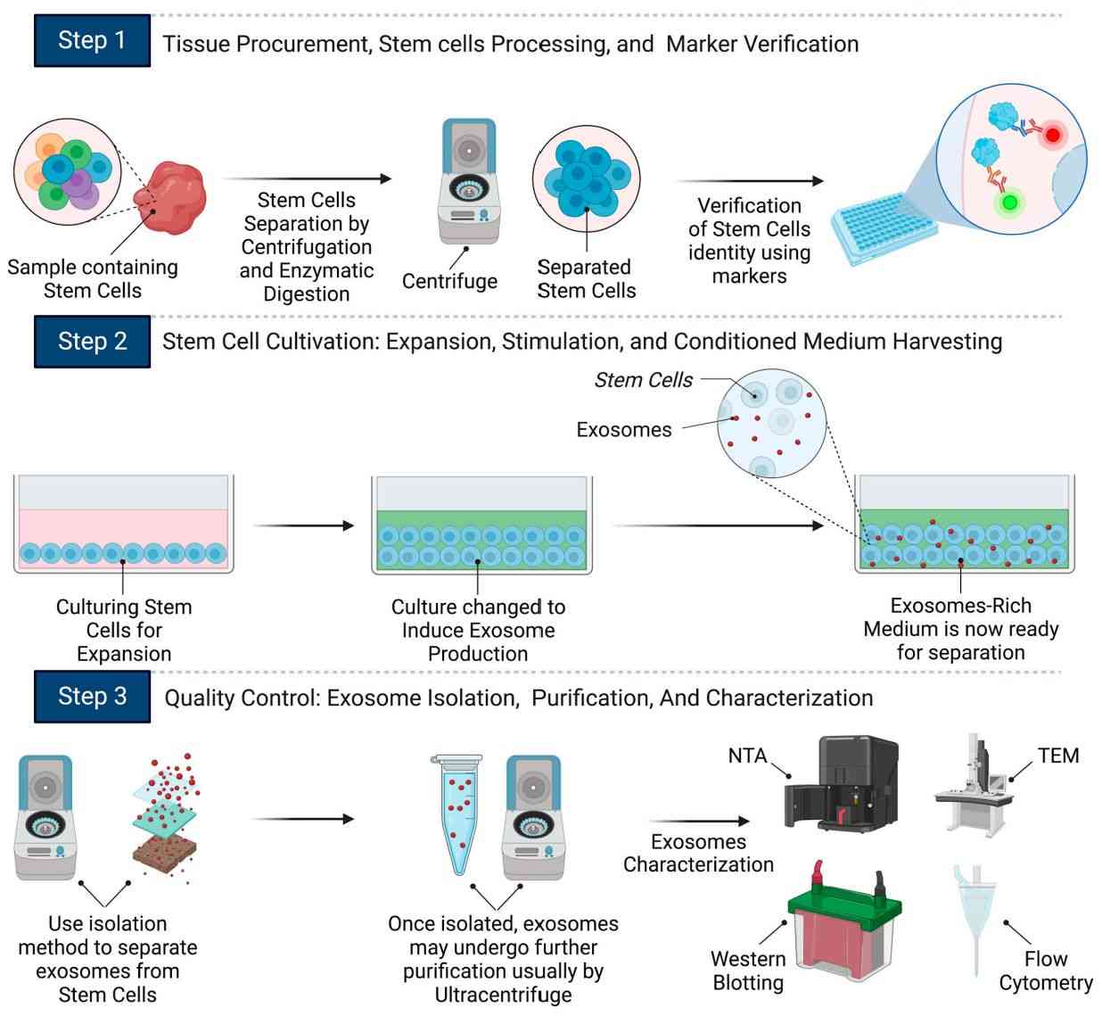 Figure 2. Stem cell exosome production process.