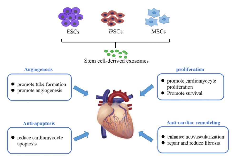 Figure 1. Stem cell-derived exosomes.