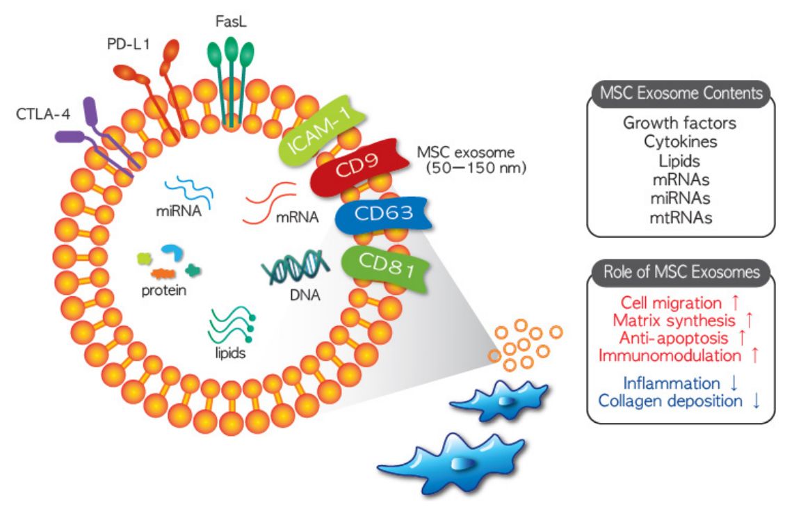 Figure 2. Structure and function of MSCs-Exos.