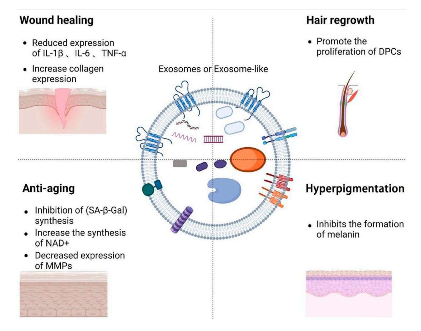 Figure 5. The role of exosomes in medical aesthetics.