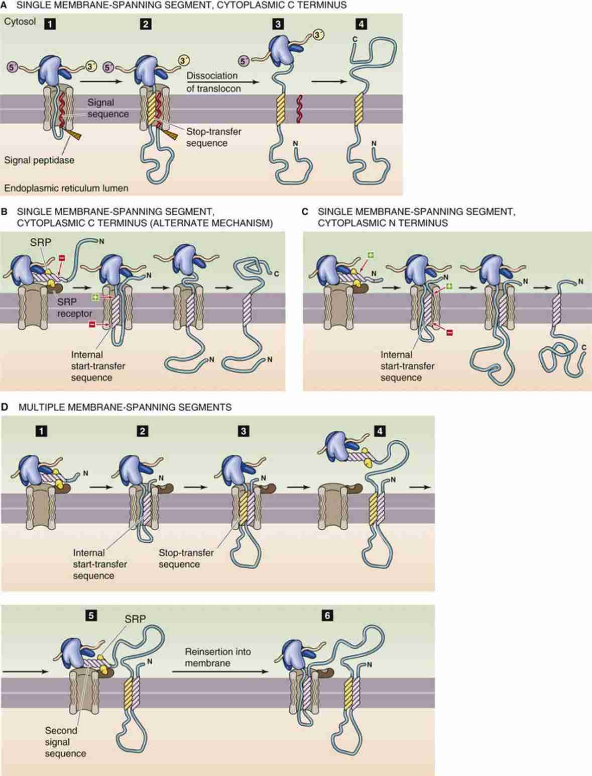 Figure 1. Membrane protein synthesis.