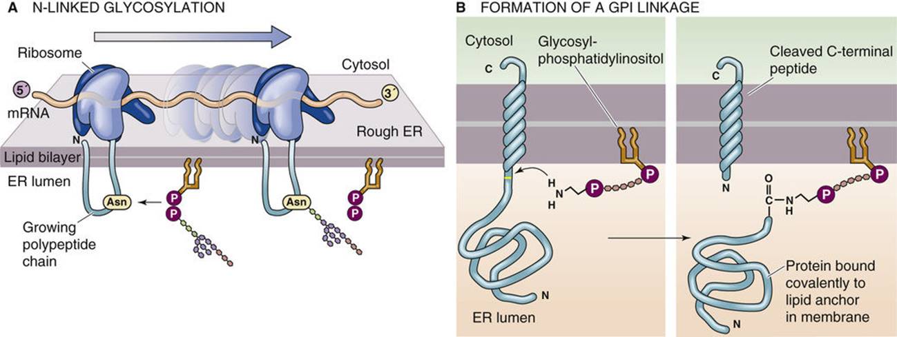 Figure 2. Membrane protein post-translational modifications.