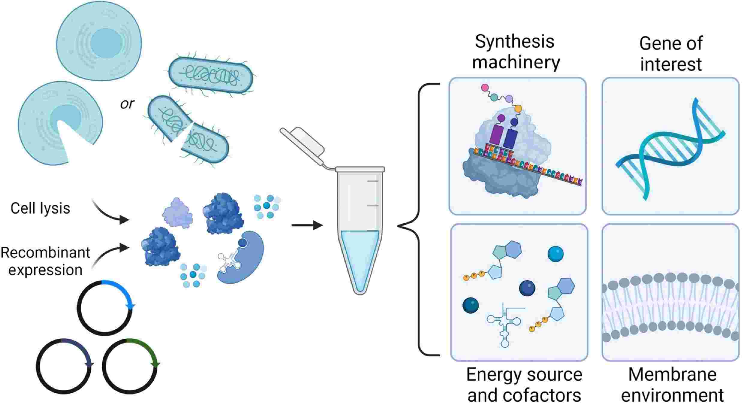 Figure 3. Principles of cell-free membrane protein synthesis.