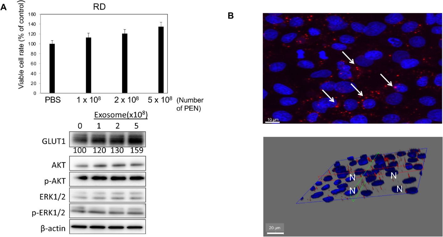 Hvu-MIR168-3p found in rice aleurone cell nanoparticles lowers blood glucose levels.