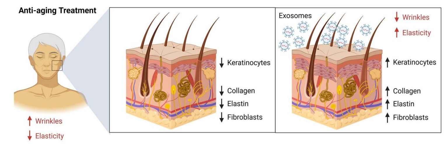 Mechanisms of exosomes in anti-aging.