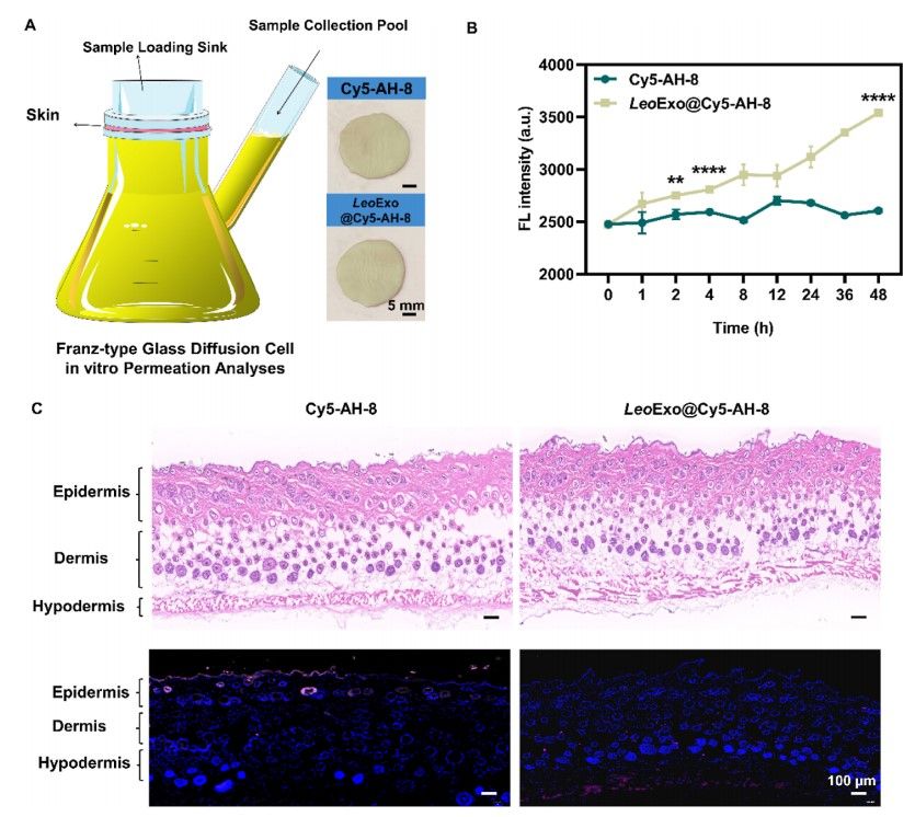 Acetyl hexapeptide-8 in LeoExo and MilkExo has significant skin permeation.