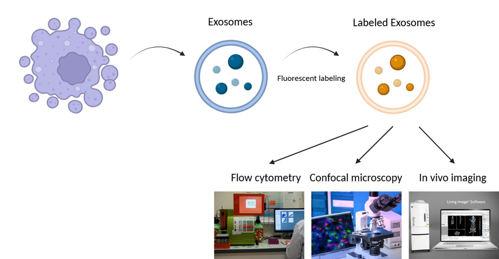 A simplified scheme of fluorescent exosome labeling and applications.