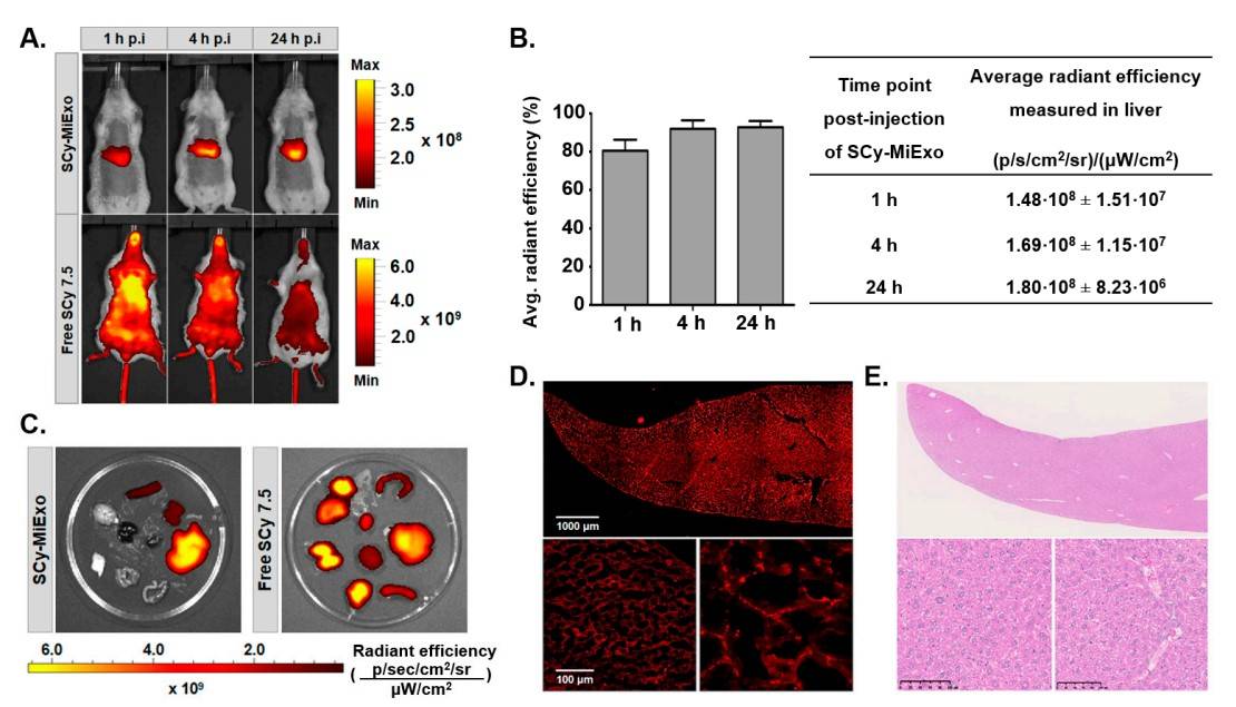 Sulfo-cyanine 7.5 labeled milk exosomes were successfully visualized in mouse and in vitro.